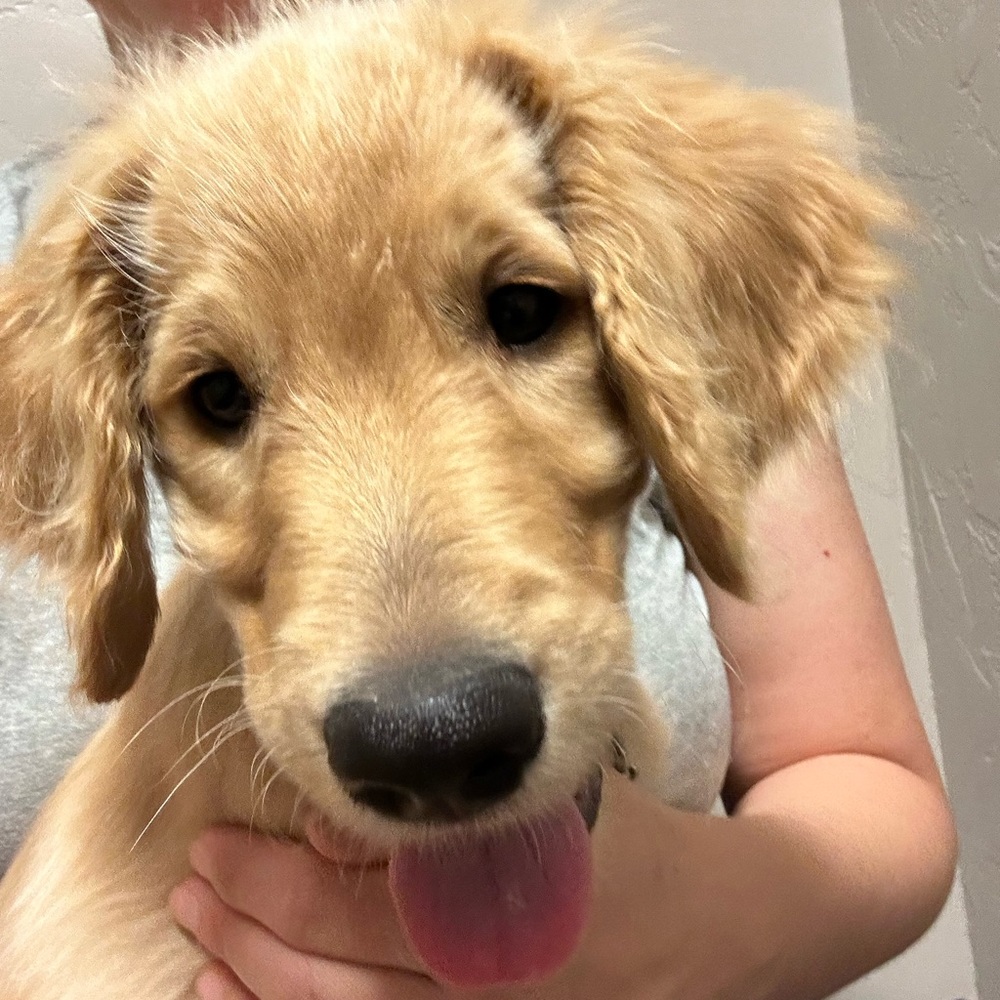 Meet your Posher, Hallie